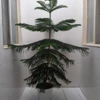 گل مطبق