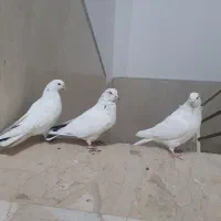 کبوتر کفتر|پرنده|ساوه, |دیوار