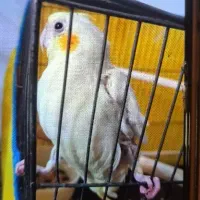 طوطی عروس