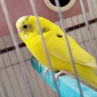 مرغ عشق|پرنده|بوکان, |دیوار