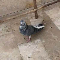 کبوتر یا کفتر|پرنده|قم, تولید دارو و یخچال|دیوار