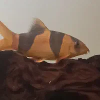 ماهی لوچ دلقک وکتفیش سلفین