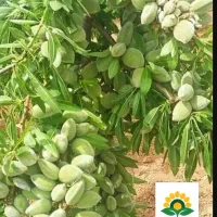 باغبانی ودرختکاری