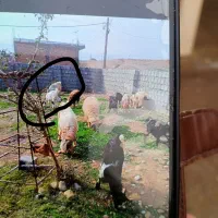 گم شده|حیوانات|اندیمشک, |دیوار