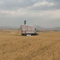 کاه دیم کردستان|لوازم جانبی حیوانات|تهران, حافظیه|دیوار