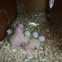 عروس هلندی مولد به شرط|پرنده|رودهن, |دیوار