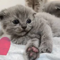 اسکاتیش بلو