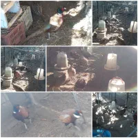 فروش تعدادی مرغ و خروس آمریکایی بالغ گوشتی