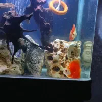 اکواریوم ماهیران کامل