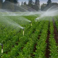 اجرای سیستم آبیاری بارانی و قطره‌ی