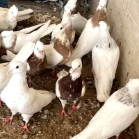 20 عدد طوقی|پرنده|شیراز, کوشک میدان|دیوار