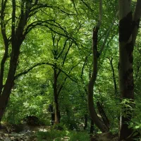 زمین-تقی-آباد-نگارستان