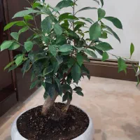 گل گیاه بن سای بنسای فیکوس|گل و گیاه طبیعی|پردیس, فاز ۲|دیوار