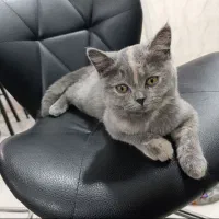 گربه اسکاتیش بریتیش