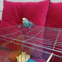 مرغ عشق ماده دستی با قفس