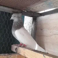 کفتر کله سبز و الماسی