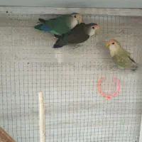 طوطی برزیلی رنگ های خاص دوماده و یک نر|پرنده|برازجان, |دیوار