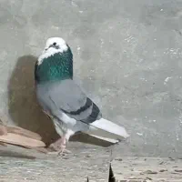 کبوتر نر شازده