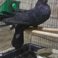 کبوتر زاغ صرب