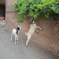 چپش نر