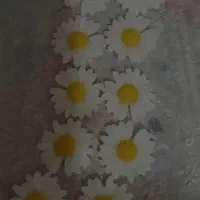 گیفت شمع بابونه