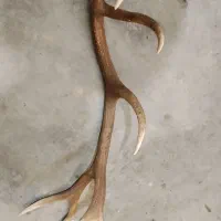 شاخ برای دکور بسیار زیبا