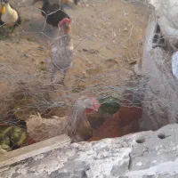 مرغ تخم گزار