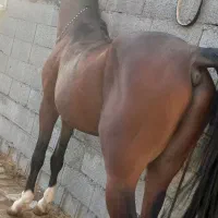 اسب سواریدار|اسب و تجهیزات اسب‌سواری|فلاورجان, |دیوار