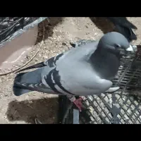 کبوتر پلاکی ماده با یه جفت جوجه