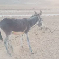 حیوان