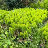 فروش نشا کامیس طلایی|خدمات باغبانی و درختکاری|شیرود, |دیوار