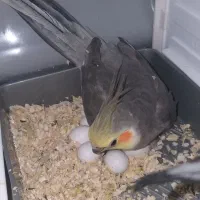 یک جفت عروس هلندی نروماده‌ به همراه سه جوجه