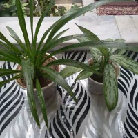 گلهای طبیعی|گل و گیاه طبیعی|سنندج, |دیوار