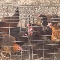 مرغ محلی(گوشت)