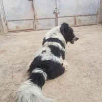 سگ توله|سگ|نجف‌آباد, جوزدان|دیوار