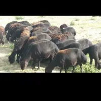 خرید وفروش گوسفند افشاری میش وبره ماده وبره نر|حیوانات مزرعه|بروجرد, |دیوار