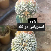 کاکتوس پیوندی|گل و گیاه طبیعی|شاهرود, |دیوار