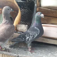 پلاکی اصل|پرنده|لردگان, |دیوار