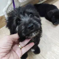 سگ پاکوتاه|سگ|ارومیه, |دیوار