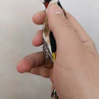 سهره|پرنده|اراک, |دیوار