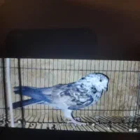 کفتر پرشی حسابی همگی بپر و سرحال|پرنده|قم, شاه سید علی|دیوار