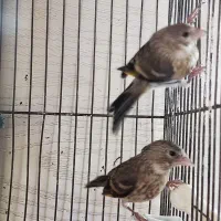 جوجه سهره قناری