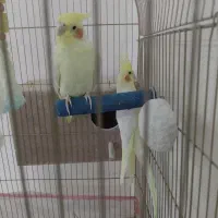 عروس هلندی درشت|پرنده|تهران, شهرک چیتگر|دیوار