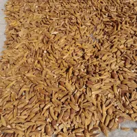 بلوط پاک شده-برای کلگ|خوردنی و آشامیدنی|سرفاریاب, |دیوار