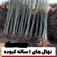 فروش عمده نهال صنوبر و میوه دیرگل|خدمات باغبانی و درختکاری|اردبیل, |دیوار