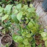 همخونه میخوام برای اجاره