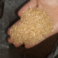 گندم|خوردنی و آشامیدنی|باوی, |دیوار