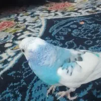 مرغ عشق ماده