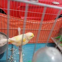 قناری ماده موزاییکی خوش رنگ مست مست