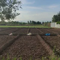 زمین مناسب باغ و باغچه|فروش زمین و ملک کلنگی|باقرشهر, |دیوار